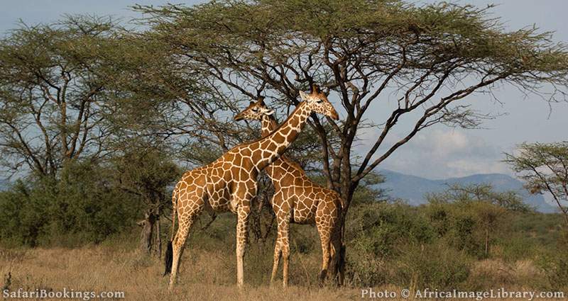 laikipia